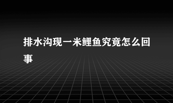 排水沟现一米鲤鱼究竟怎么回事