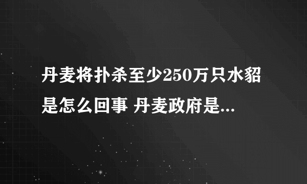 丹麦将扑杀至少250万只水貂是怎么回事 丹麦政府是这么解释的