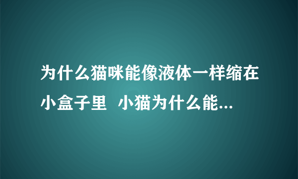 为什么猫咪能像液体一样缩在小盒子里  小猫为什么能像液体一样