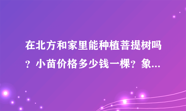 在北方和家里能种植菩提树吗？小苗价格多少钱一棵？象征着什么？