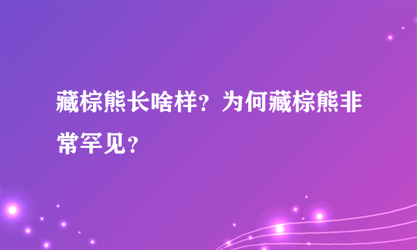 藏棕熊长啥样？为何藏棕熊非常罕见？