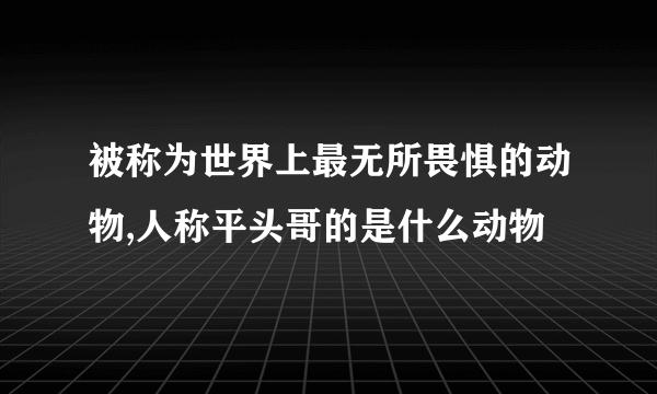 被称为世界上最无所畏惧的动物,人称平头哥的是什么动物