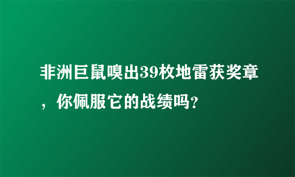 非洲巨鼠嗅出39枚地雷获奖章，你佩服它的战绩吗？