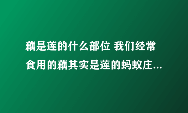 藕是莲的什么部位 我们经常食用的藕其实是莲的蚂蚁庄园7.16