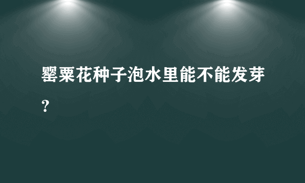 罂粟花种子泡水里能不能发芽？