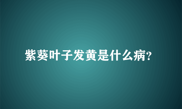 紫葵叶子发黄是什么病？