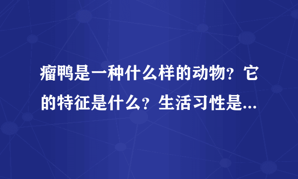 瘤鸭是一种什么样的动物？它的特征是什么？生活习性是怎样的？