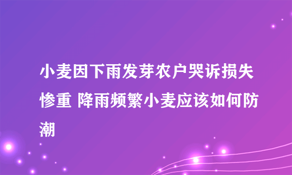 小麦因下雨发芽农户哭诉损失惨重 降雨频繁小麦应该如何防潮