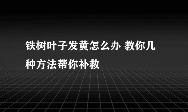 铁树叶子发黄怎么办 教你几种方法帮你补救