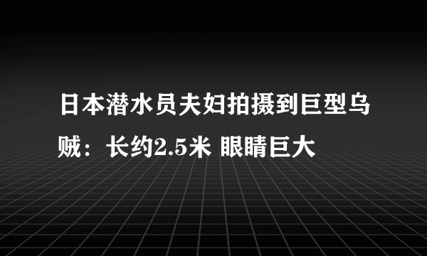 日本潜水员夫妇拍摄到巨型乌贼：长约2.5米 眼睛巨大