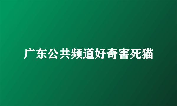 广东公共频道好奇害死猫