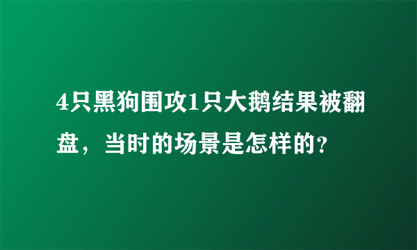 4只黑狗围攻1只大鹅结果被翻盘，当时的场景是怎样的？