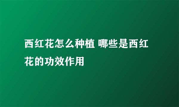 西红花怎么种植 哪些是西红花的功效作用