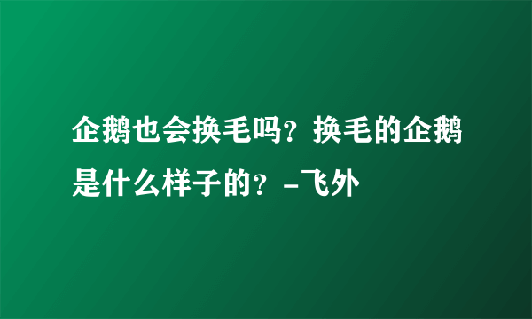 企鹅也会换毛吗？换毛的企鹅是什么样子的？-飞外