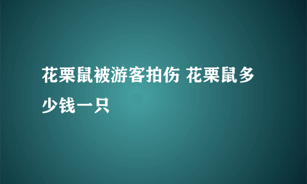 花栗鼠被游客拍伤 花栗鼠多少钱一只