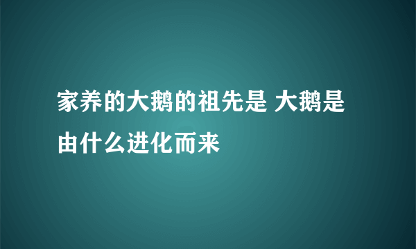 家养的大鹅的祖先是 大鹅是由什么进化而来