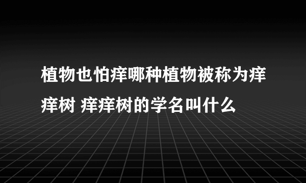 植物也怕痒哪种植物被称为痒痒树 痒痒树的学名叫什么