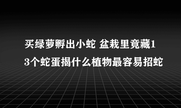 买绿萝孵出小蛇 盆栽里竟藏13个蛇蛋揭什么植物最容易招蛇