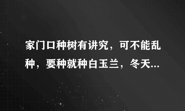 家门口种树有讲究，可不能乱种，要种就种白玉兰，冬天白花开满树