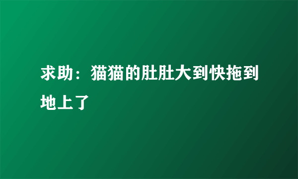 求助：猫猫的肚肚大到快拖到地上了