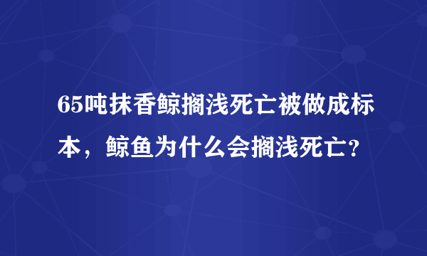 65吨抹香鲸搁浅死亡被做成标本，鲸鱼为什么会搁浅死亡？