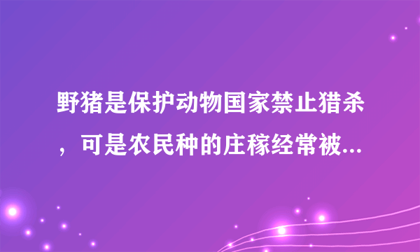 野猪是保护动物国家禁止猎杀，可是农民种的庄稼经常被糟蹋该怎么办？