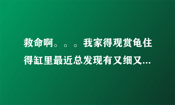 救命啊。。。我家得观赏龟住得缸里最近总发现有又细又小得虫子。。