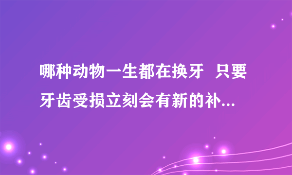 哪种动物一生都在换牙  只要牙齿受损立刻会有新的补上是什么鱼