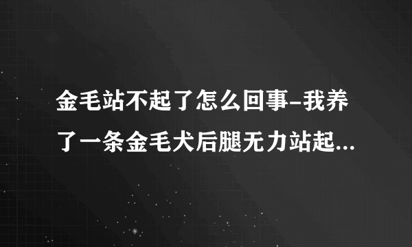 金毛站不起了怎么回事-我养了一条金毛犬后腿无力站起困难是啥病？