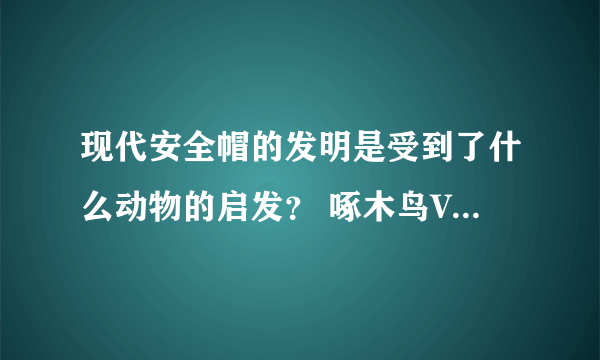 现代安全帽的发明是受到了什么动物的启发？ 啄木鸟VS小乌龟哪个才是正确答案