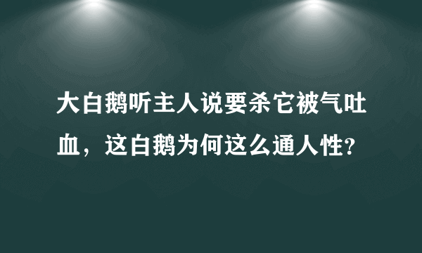 大白鹅听主人说要杀它被气吐血，这白鹅为何这么通人性？