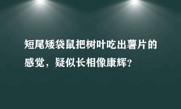 短尾矮袋鼠把树叶吃出薯片的感觉，疑似长相像康辉？