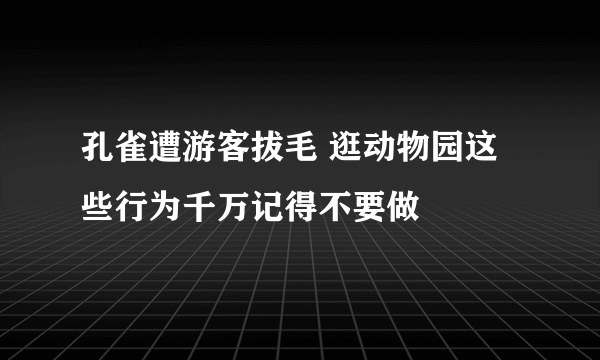 孔雀遭游客拔毛 逛动物园这些行为千万记得不要做