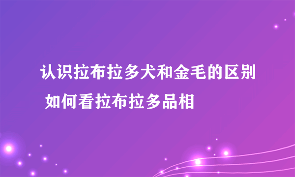 认识拉布拉多犬和金毛的区别 如何看拉布拉多品相