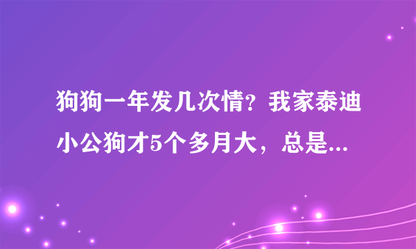 狗狗一年发几次情？我家泰迪小公狗才5个多月大，总是做交配动作正常吗？