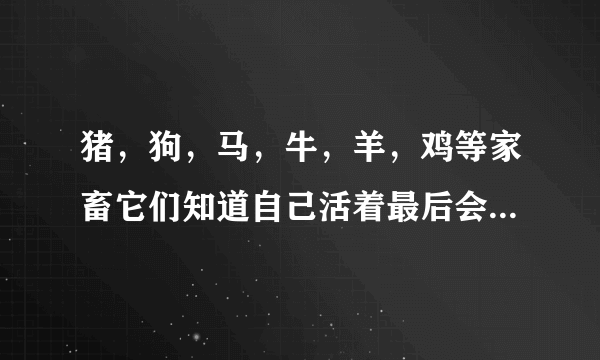 猪，狗，马，牛，羊，鸡等家畜它们知道自己活着最后会被杀掉吗？