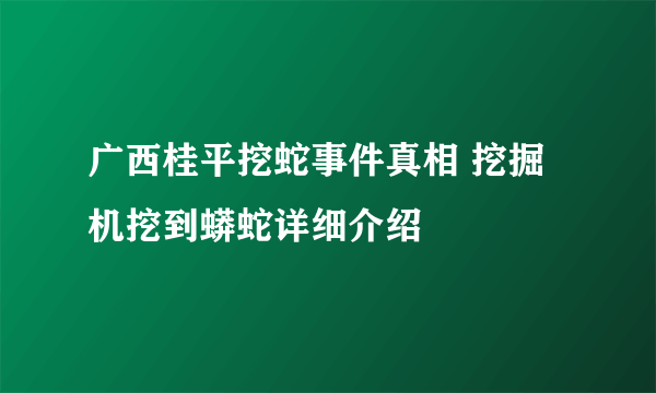 广西桂平挖蛇事件真相 挖掘机挖到蟒蛇详细介绍