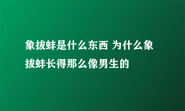 象拔蚌是什么东西 为什么象拔蚌长得那么像男生的