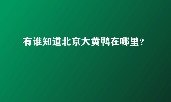 有谁知道北京大黄鸭在哪里？