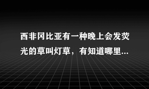 西非冈比亚有一种晚上会发荧光的草叫灯草，有知道哪里能买到种子的吗？求购 附带联系法方式