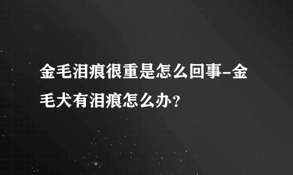 金毛泪痕很重是怎么回事-金毛犬有泪痕怎么办？