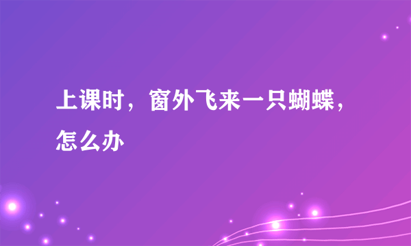 上课时，窗外飞来一只蝴蝶，怎么办