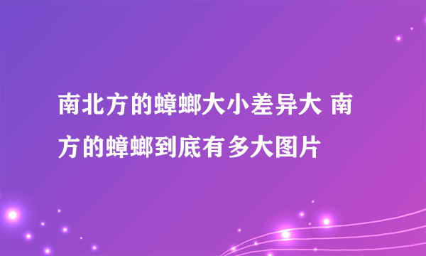 南北方的蟑螂大小差异大 南方的蟑螂到底有多大图片