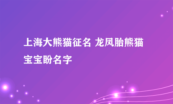 上海大熊猫征名 龙凤胎熊猫宝宝盼名字