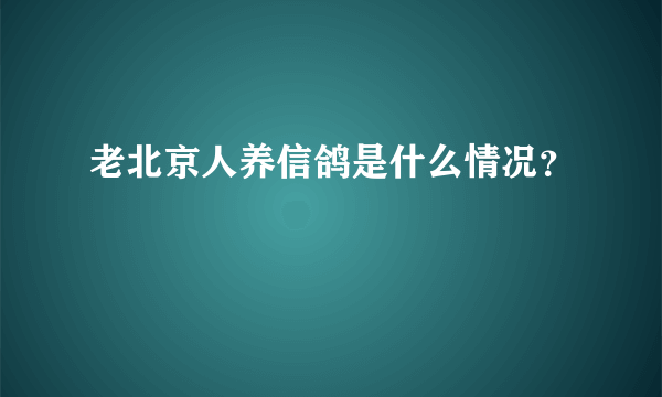 老北京人养信鸽是什么情况？