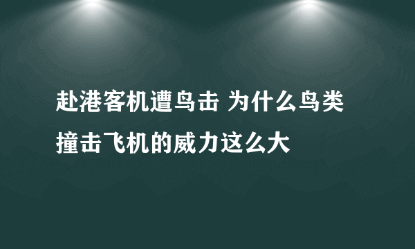 赴港客机遭鸟击 为什么鸟类撞击飞机的威力这么大