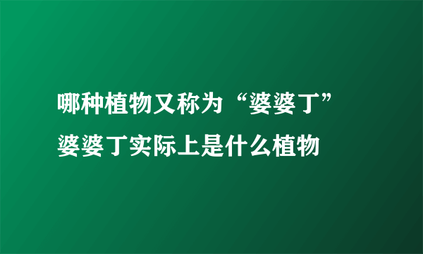 哪种植物又称为“婆婆丁”  婆婆丁实际上是什么植物