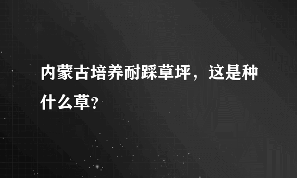 内蒙古培养耐踩草坪，这是种什么草？