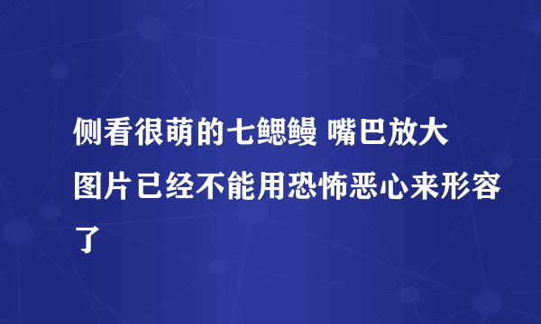 侧看很萌的七鳃鳗 嘴巴放大图片已经不能用恐怖恶心来形容了