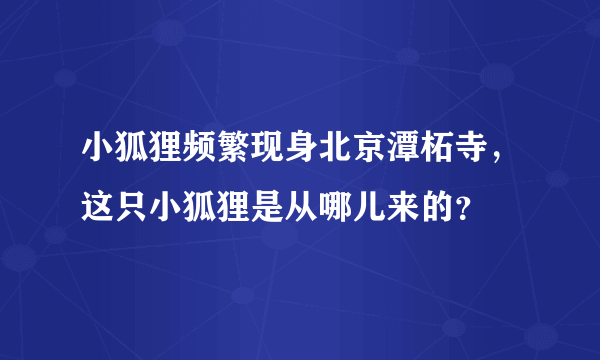 小狐狸频繁现身北京潭柘寺，这只小狐狸是从哪儿来的？